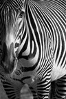 Dirk Heckmann (www.heckmann-photography.com) • Bildgalerie • Berlintapete • Zebra (Nr. 8489)