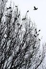 Raben und Baum • Wald • Fototapeten • Berlintapete • The Raven (Nr. 15012)
