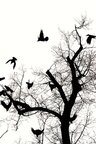 Raben und Baum • Wald • Fototapeten • Berlintapete • The Raven (Nr. 15019)