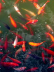 Fish • Tiere • Fototapeten • Berlintapete • Goldfish (Nr. 4880)