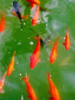 Fish • Tiere • Fototapeten • Berlintapete • Goldfish (Nr. 4883)