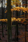 Herbst III • Wald • Fototapeten • Berlintapete • Herbsttag (Nr. 5157)