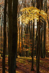 Herbst III • Wald • Fototapeten • Berlintapete • Herbsttag (Nr. 5158)