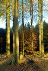 silberblick 360 Grad • Bildgalerie • Berlintapete • Herbsttag (Nr. 5164)