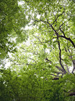 Blätterdach • Wald • Fototapeten • Berlintapete • Baumkronen (Nr. 8569)