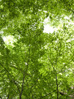 Blätterdach • Wald • Fototapeten • Berlintapete • Baumkronen (Nr. 8570)