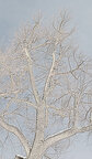 Ingo Friedrich (Airart) • Image gallery • Berlintapete • Branches and twigs (No. 15221)