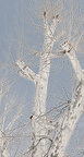 Ingo Friedrich (Airart) • Image gallery • Berlintapete • Branches and twigs (No. 15223)