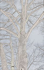 Ingo Friedrich (Airart) • Image gallery • Berlintapete • Branches and twigs (No. 15229)
