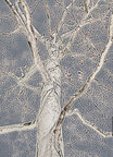 Ingo Friedrich (Airart) • Image gallery • Berlintapete • Branches and twigs (No. 15232)