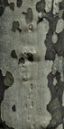 Bark • Texture • Photo Murals • Berlintapete • Bark (No. 16128)