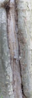 Bark • Texture • Photo Murals • Berlintapete • Tree Trunk (No. 55917)