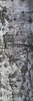 Bark • Texture • Photo Murals • Berlintapete • Tree Trunk (No. 55919)