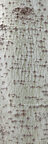 Bark • Texture • Photo Murals • Berlintapete • Tree Trunk (No. 55921)