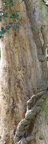Bark • Texture • Photo Murals • Berlintapete • Tree Trunk (No. 55923)