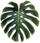 Ingo Friedrich (Airart) • Image gallery • Berlintapete • Monstera large green leaf (No. 58481)