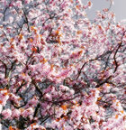 Ingo Friedrich (Airart) • Image gallery • Berlintapete • cherry blossom (No. 8427)