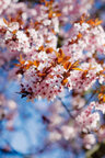 Ingo Friedrich (Airart) • Image gallery • Berlintapete • cherry blossom (No. 8434)