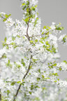 Ingo Friedrich (Airart) • Image gallery • Berlintapete • cherry blossom (No. 8435)
