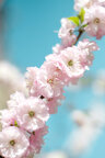 Ingo Friedrich (Airart) • Image gallery • Berlintapete • Almond  pink blossom (No. 8436)