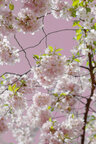 Ingo Friedrich (Airart) • Image gallery • Berlintapete • cherry blossom (No. 8439)