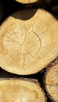 tree disc • Texture • Photo Murals • Berlintapete • Wood batch (No. 8725)