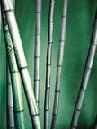BAMBUS II • Wald • Fototapeten • Berlintapete • Bambus (Nr. 8502)