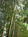 BAMBUS II • Wald • Fototapeten • Berlintapete • Bambus (Nr. 8506)