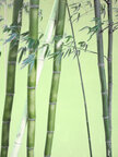 BAMBUS II • Wald • Fototapeten • Berlintapete • Bambus (Nr. 8510)