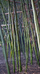 BAMBUS II • Wald • Fototapeten • Berlintapete • Bambus (Nr. 8515)