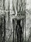 Sumpf • Wald • Fototapeten • Berlintapete • Feuchtgebiet (Nr. 9056)