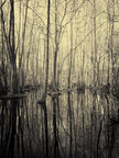 Sumpf • Wald • Fototapeten • Berlintapete • Feuchtgebiet (Nr. 9059)