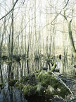 Sumpf • Wald • Fototapeten • Berlintapete • Feuchtgebiet (Nr. 9060)