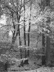 Black & White II • Wald • Fototapeten • Berlintapete • Black& White Forest (Nr. 9077)
