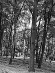 Black & White II • Wald • Fototapeten • Berlintapete • Black& White Forest (Nr. 9081)