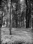 BLACK & WHITE • Wald • Fototapeten • Berlintapete • Black& White Forest (Nr. 9082)