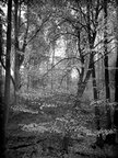 BLACK & WHITE • Wald • Fototapeten • Berlintapete • Dark Forest (Nr. 9115)