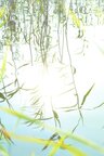 Aram Radomski Individuelle Fototapeten (Cluster 3d - Fototapete) • Bildgalerie • Berlintapete • Am lütten See (Nr. 9326)