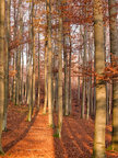 Herbst III • Wald • Fototapeten • Berlintapete • Buchenwald bei FB (Nr. 9363)