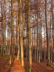 Herbst III • Wald • Fototapeten • Berlintapete • Buchenwald bei FB (Nr. 9365)