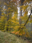 Herbst III • Wald • Fototapeten • Berlintapete • Blickrichtung (Nr. 9428)