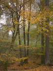 Herbst III • Wald • Fototapeten • Berlintapete • Blickrichtung (Nr. 9430)