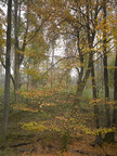 Herbst III • Wald • Fototapeten • Berlintapete • Blickrichtung (Nr. 9431)