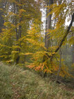 Herbst III • Wald • Fototapeten • Berlintapete • Blickrichtung (Nr. 9433)
