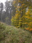 Herbst III • Wald • Fototapeten • Berlintapete • Blickrichtung (Nr. 9434)