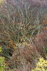 Herbst II • Wald • Fototapeten • Berlintapete • Colors (Nr. 12872)