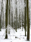 Holz & Schnee • Wald • Fototapeten • Berlintapete • Raum 2 (Nr. 3584)