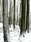 Holz & Schnee • Wald • Fototapeten • Berlintapete • Schwere (Nr. 3585)