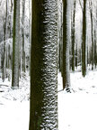 Holz & Schnee • Wald • Fototapeten • Berlintapete • Dominanz 1 (Nr. 3586)