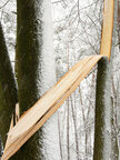 Holz & Schnee • Wald • Fototapeten • Berlintapete • Kontrast zu Bruch (Nr. 3594)